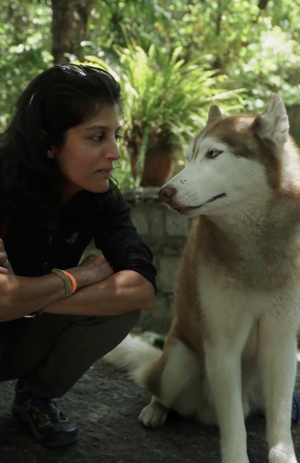 Person with Husky